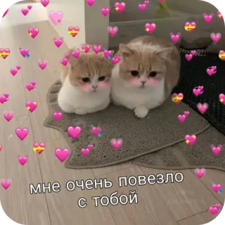 🐱 мне очень повезло с тобой 猫, ハート, 愛, かわいい, 動物, 幸運 telegram sticker