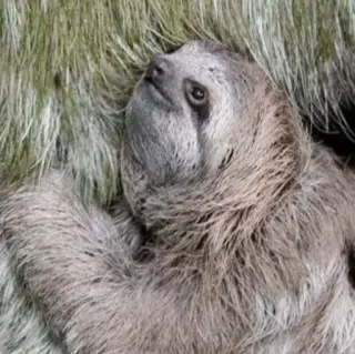 🙄 bradipo, animale, mammifero, fauna selvatica, carino, lento, albero telegram sticker