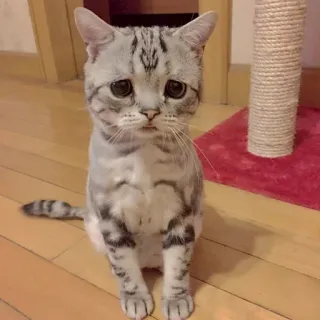 😔 Katze, traurig, Kätzchen, Haustier, süß, Tier telegram sticker