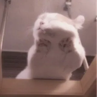 🐈 кошка, животное, милый, котёнок, домашнее животное, домашнее животное telegram sticker