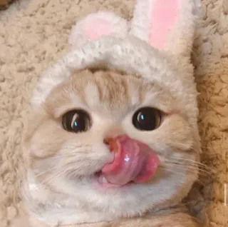 😺 gato, animal, coelho, páscoa, fofo whatsapp sticker