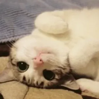 🙃 gato, lindo, animal, mascota telegram sticker