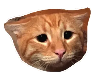 🐱 gato, triste, pegatina, mascota, animal, naranja, meme telegram sticker