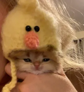 😥 kucing, anak kucing, hewan, topi, imut, hewan peliharaan, kuning telegram sticker