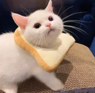 🥺 gato, pão, gato branco, fofo, animal telegram sticker