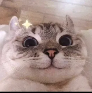 😍 Katze, Tier, süß, Haustier, Haustier, Kätzchen, Katzenartig telegram sticker