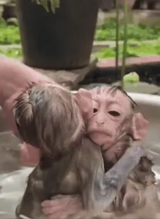 🌟 monkeys, bathing, animal, cute, baby, affection whatsapp sticker