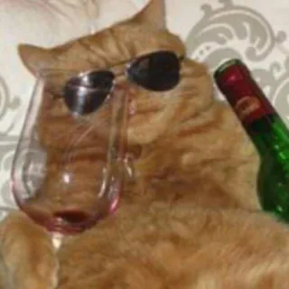 🍺 gatto, vino, occhiali da sole, animale, animale domestico, divertente telegram sticker
