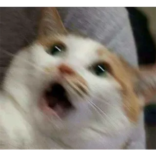 😨 kot, zaskoczony, zwierzę, mem, śmieszne telegram sticker
