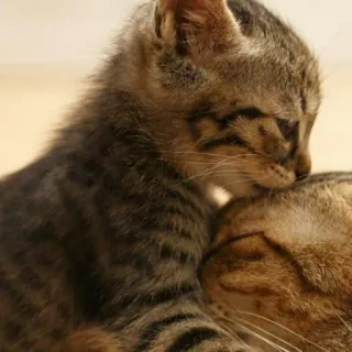 😺 chaton, chat, mignon, animal, animal de compagnie, tigré telegram sticker