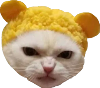 😡 cat, animal, pet, hat telegram sticker