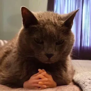 😤 cat, meme, funny, animals, humor, human hands telegram sticker