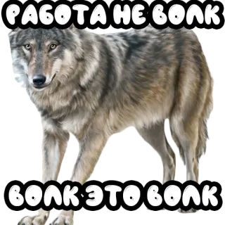 Волки @stickernayaa telegram stickers