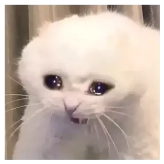 😭 кот, плачет, грустный, котёнок, мем, животное telegram sticker