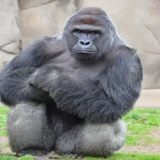 😎 gorilla, animale, scimmia, fauna selvatica, primate, natura telegram sticker