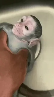 ๐ monkey, animal, cute, baby, wildlife telegram sticker