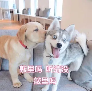 😒 敦里吗-听清没敦里吗 cães, animais, animais de estimação, fofo, husky, labrador whatsapp sticker