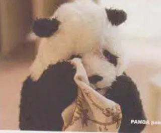 😭 PANDA paws panda, toy, cute, animal, stuffed animal telegram sticker