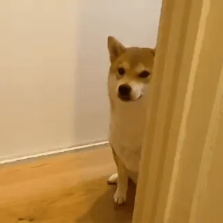 😞 perro, shiba inu, animal, lindo, animal doméstico, mascota whatsapp sticker