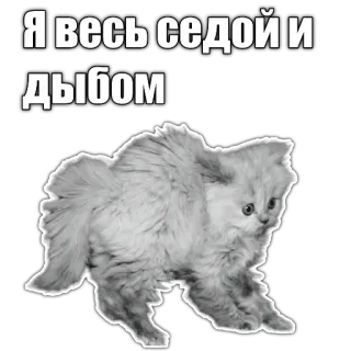 🙀 Я весь седой и дыбом cat, russian, sticker, grey hair, scared telegram sticker