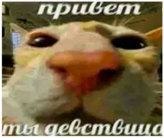 👋 Beluga Cat Hecker привет ты девственница telegram sticker