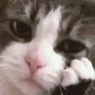 😿 cat, pet, animal, cute, meme, funny telegram sticker