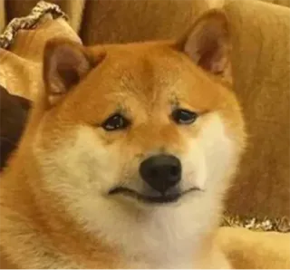 😢 Shiba Inu chien, triste, mème, shiba, inu, mignon, animal telegram sticker