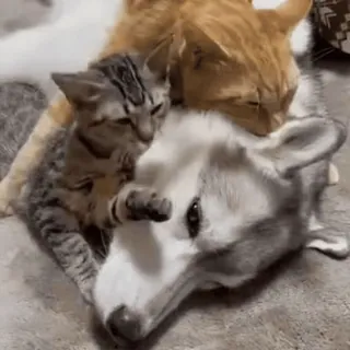 😍 кот, котенок, собака, щенок, друзья, животные, милый whatsapp sticker