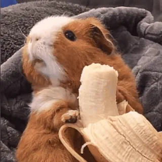 🍌 guinea pig, banana, pet, cute, animal, rodent, food telegram sticker