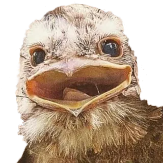 😀 chim, động vật, chim non, thiên nhiên, động vật hoang dã telegram sticker