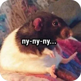 🐀 пу-пу-пу... rato, animal, roedor, fofo telegram sticker