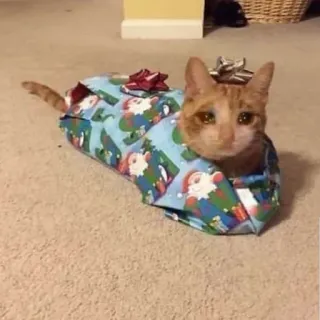 🐱 猫, ラッピング, プレゼント, 面白い, 動物, ペット, クリスマス telegram sticker