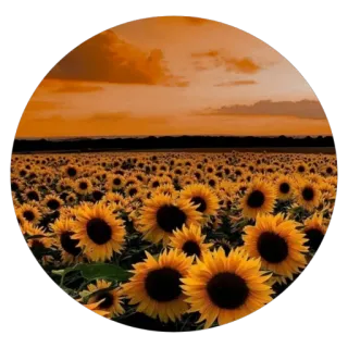 🌻 nature, flowers, sunflowers, field, sunset, orange, plants telegram sticker