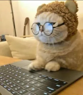 🤓 gatto, laptop, occhiali, carino, animale, leggere telegram sticker