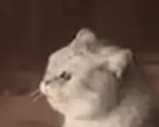 😱 gato, animal, mascota, mamífero telegram sticker