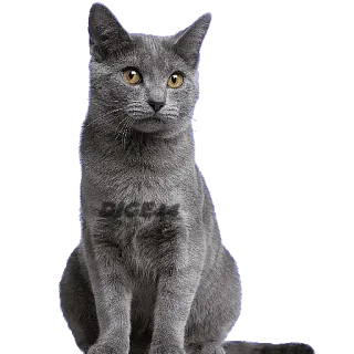 😁 chat, chat gris, bleu russe, animal, chat domestique, animal de compagnie, félin whatsapp sticker