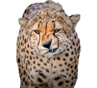 😠 báo gê-pa, động vật, động vật hoang dã, mèo, họ mèo telegram sticker