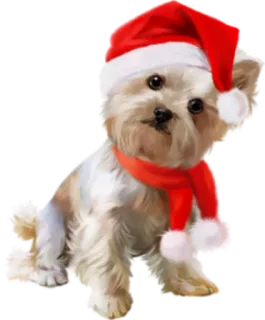 ❔ Hund, Weihnachten, Weihnachtsmütze, Schal, Haustier, Feiertag, süß telegram sticker