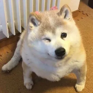 😉 perro, akita, lindo, animal, mascota, guiño telegram sticker