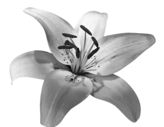 ✉️ flower, lily, floral, plant, nature telegram sticker