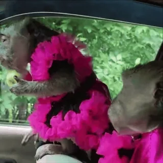 😀 monkey, animal, dress, car, nature, mammal telegram sticker