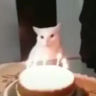 🙃 Happy Birthday Cat Meme whatsapp sticker