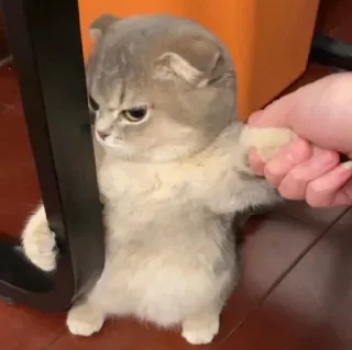 🐾 chat, chaton, mignon, animal de compagnie, animal, Scottish Fold, chat domestique telegram sticker