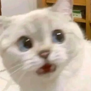 🐱 kucing, hewan, kucing putih, terkejut, hewan peliharaan, lucu, meme whatsapp sticker
