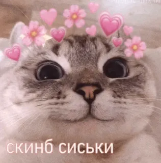 😍 null скинб сиськи cat, cute, meme, hearts, flowers, animal, reaction whatsapp sticker