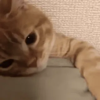 💞 猫, 动物, 宠物, 可爱, 家猫, 哺乳动物, 毛茸茸, 小猫 telegram sticker