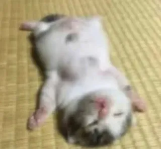 😵 猫, 子猫, 睡眠, 動物, ペット, かわいい, 愛らしい telegram sticker