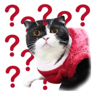 😕 Katze, Tier, Haustier, Aufkleber, süß telegram sticker