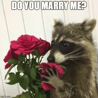 🌹 DO YOU MARRY ME? mapache, pedida de mano, rosas, mono, animal, meme, amor whatsapp sticker