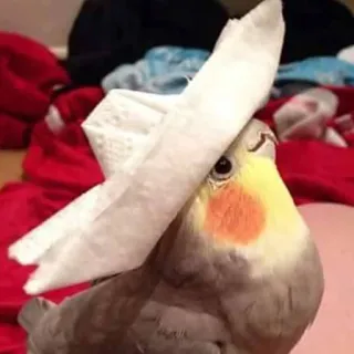 ☺️ oiseau, animal, cockatiel, chapeau, drôle, animal de compagnie, mignon telegram sticker
